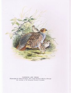 Agerhøne og kyllinger, Nature in Britain udgivet af Collins af Edward Neale