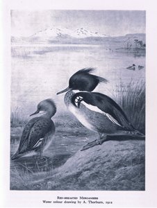 Red Breasted Merganser, Nature in Britain udgivet af Collins, 1946 af Edward Neale