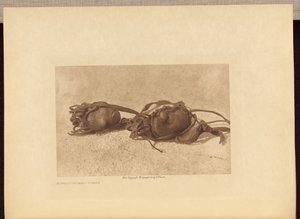 Bøffel-sten - Piegan af Edward S. Curtis
