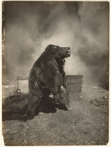 Lad den snu sorte bjørn danse sin dans af Edward S. Curtis