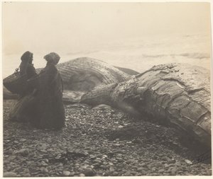 [Delvist slagtet hval - Makah] [Den tilfangetagne hval] af Edward S. Curtis