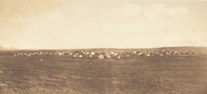 Sun Dance Campment - Piegan, 1900. af Edward Sheriff Curtis