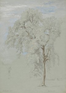 Aske træ af Edward Swinburne