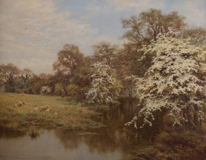 Hawthorn Blossom