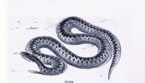 Adder, Nature in Britain udgivet af Collins af Edward William (after) Cooke
