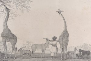 De majestætiske og yndefulde giraffer, eller kameleoparder, med nogle sjældne dyr fra Gazellen..., 1838.