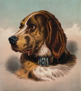 Blodhunden () (farvelitografi) af Edwin (after) Landseer