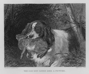Den gamle hund ligner et billede (gravering)