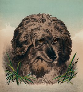 Skye-terrieren (farvelitografi) af Edwin (after) Landseer