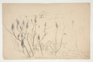 Skitse af ukrudt af Edwin Austin Abbey