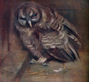 En ung brun ugle, 1907 af Edwin John Alexander