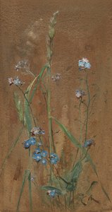 Forget-Me-Not (akvarel på brunt papir)