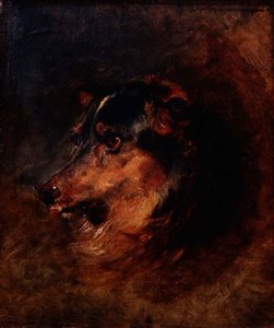 En hovedundersøgelse af en colliehund af Edwin Landseer