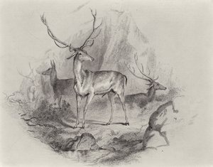 I Glen af Edwin Landseer