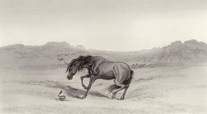 Forskrækket! af Edwin Landseer