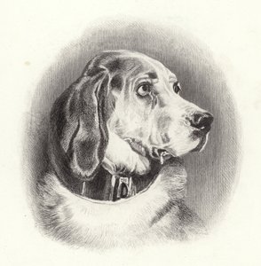 Blodhunden af Edwin Landseer