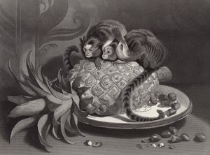 Marmozets af Edwin Landseer