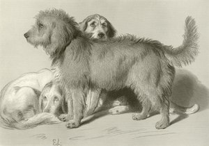 De tre hunde af Edwin Landseer