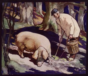 En fransk trøffeljagtsvin (farve litho)