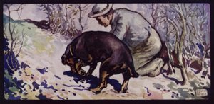 En engelsk trøffeljagthund (farve litho)
