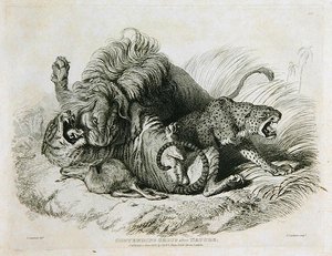 Konkurrerende gruppe efter naturen, plade 6 fra Tyve graveringer af løver, tigre, pantere og leoparder... indgraveret af Thomas Landseer (1795-1880) 1823