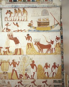 Egypten, Theben, Luxor, Sheikh 