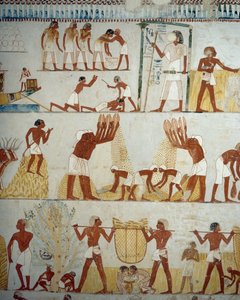 Høst afgrøde, tærskning og vindning af korn, detaljer fra fresker i forhallen af Mennas grav, Sheikh Abd el Qurnah Necropolis, Luxor, Theben (Unescos verdensarvsliste af Egyptian 18th Dynasty