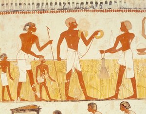 Måling af landet ved hjælp af reb, fra gravkapellet i Menna, New Kingdom (vægmaleri) (se også 251666)