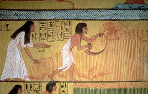 Detalje af en høstscene på østmuren fra Sennedjems grav, The Workers" Village, New Kingdom af Egyptian 19th Dynasty
