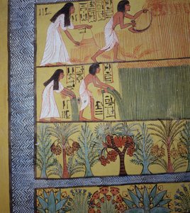 Detalje af en høstscene på østmuren fra Sennedjems grav, The Workers Village, New Kingdom (vægmaleri) (se også 19829-30 & 67891) af Egyptian 19th Dynasty
