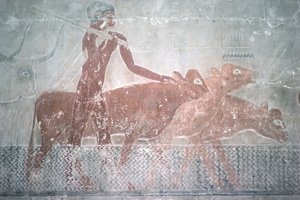 Kvæg, der vade en kanal i Mastaba Chapel of Ti, Old Kingdom (vægmaleri)