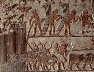 Høst af papyrus og en gruppe køer, Old Kingdom (vægmaleri)