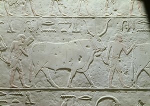 Hyrde leder en tyr, detalje fra Mastaba af Akhethotep, fra Saqqara, Old Kingdom, ca. 2500 f.Kr. (malet kalksten)