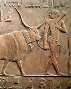 Relief, der viser en bonde, der fører en ko til ofring, fra Mastaba fra Ptahhotep og Akhti-Ho Tep, Old Kingdom (kalksten)