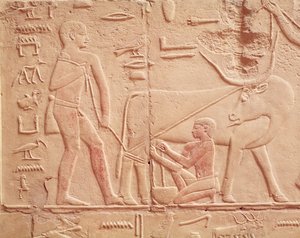 Relief, der viser en mand, der malker en ko, fra Mastaba i Kagemni, Old Kingdom (malet kalksten)