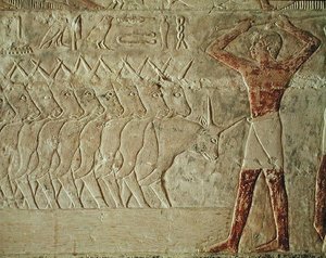 Relief, der viser en fører, der opmuntrer en gruppe kvæg, fra Mastaba of Mereruka, Old Kingdom (malet kalksten)
