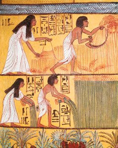 Detalje af en høstscene på østmuren, fra graven i Sennedjem, arbejderlandsbyen af Egyptian Egyptian