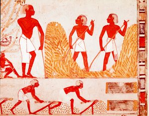 Scene for høst i det gamle Egypten (fresco