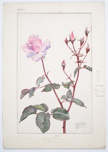 Lady Pirrie Rose, ca. 1909 (akvarel og grafit på plade)