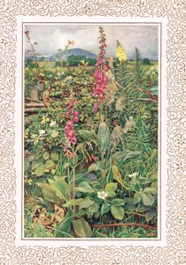 Naues Fairies among Foxgloves, illustration fra 