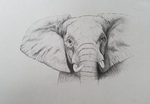 Elephant, 2011 (akvarel og blyant på papir) af Eleanor Grafton