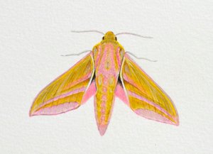 Elephant Hawk Moth, 2023 af Eleanor Grafton