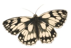 Marmoreret hvid sommerfugl, 2019 (akvarelmaling og blyant) af Eleanor Grafton