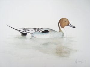 Pintail Duck, 2011 (akvarel og blyant) af Eleanor Grafton