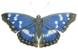 Purple Emperor, 2012 (akvarel og blyant på papir) af Eleanor Grafton