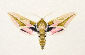 Spurge Hawk Moth, 2023 (akvarel) af Eleanor Grafton