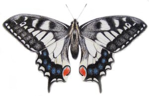 Swallowtail, 2012 (akvarel og blyant) af Eleanor Grafton