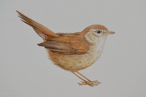 Warbler, 2023 af Eleanor Grafton