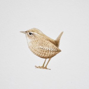 Wren, 2019 (akvarel og blyant) af Eleanor Grafton