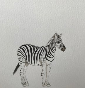 Zebra, 2018 (akvarel, blyant og maling) af Eleanor Grafton